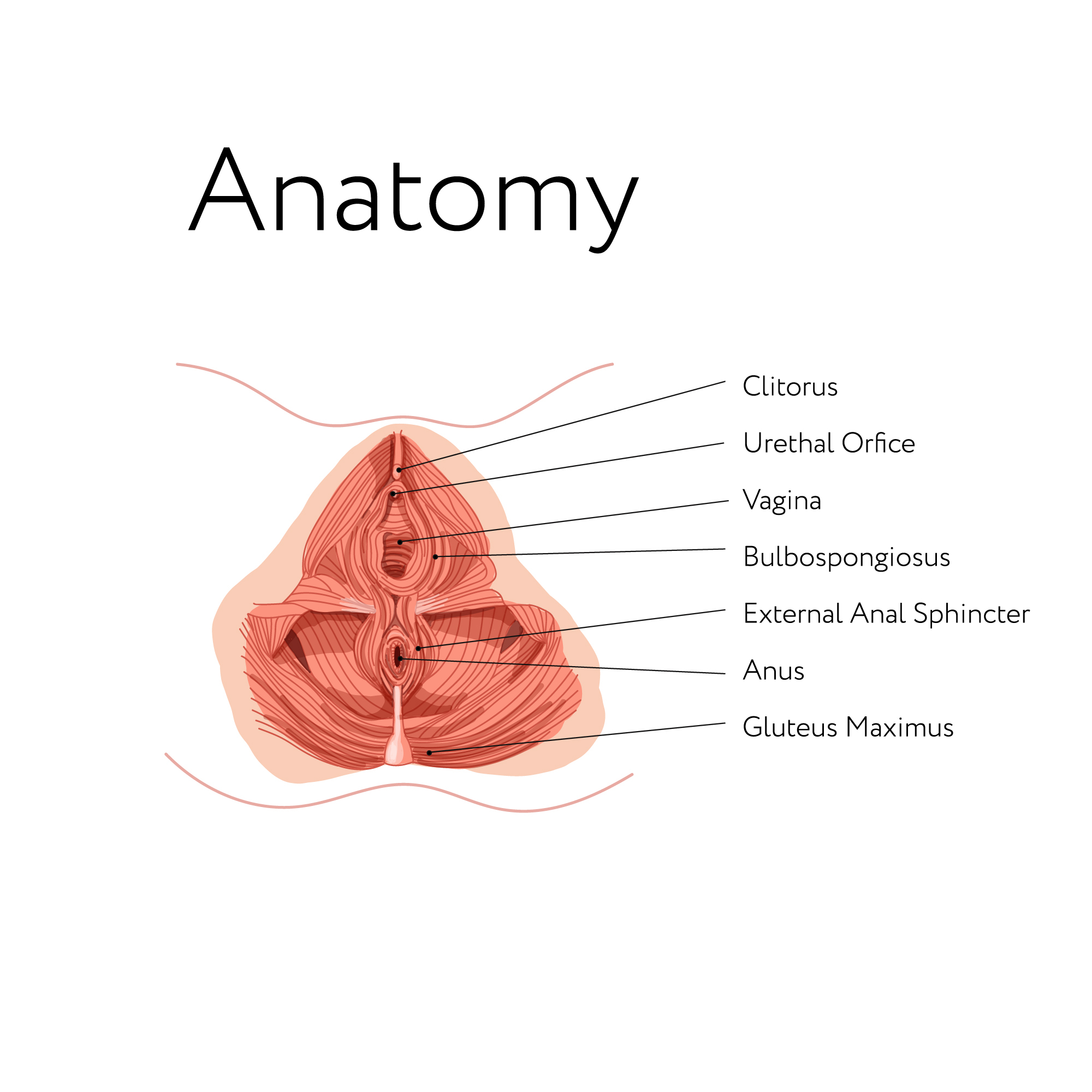 Mann anatomie beckenboden weibliche Anatomie